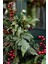Faux Pre-Lit Hemlock & Berry Garland 6' LED Işıklı Yılbaşı Çelengi 6