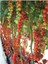 Sırık Cherry Domates 50 Tohum 1