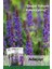 Botanik 50 Adet Adaçayı (Salvia Officinalis) Çiçek Tohumu 1