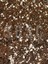 Lıght Mıx Ithal Sphangum Torfu Cocopeat Perlit Özel Karışım Saksı Harcı Çiçek ve Bitki Toprağı 1 Lt 2