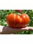 Ithal Dev Hollanda Domates Tohumu 10 Adet Tohum 2