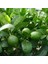 Sepetim 3 Yaş Tahiti Lime *üzeri Meyveli* 3