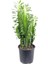 Sütleğen Yeşil – Euphorbia Sp. – 12 cm Saksı 2