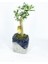 Ağacı Bonsai & Gri Siyah Lena Beton Saksıda Hediyelik Canlı Çiçek BALFLOWERDESİGN-2604 1