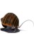Brown Mystery Snail Kahverengi Elma Salyangozu 2 Adet 1