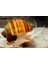 Brown Mystery Snail Kahverengi Elma Salyangozu 2 Adet 2