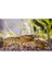 Cambarellus Diminutus Cüce Kerevit 2 Adet 1