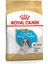 Cavalier King Charles Yavru Köpek Maması 1.5kg 16