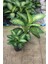 Difenbahya - Dieffenbachia Tropic Snow 60-70CM ve Difenbahya Camilla Bitkisi 20-40CM Ev,ofis ve Iç Mekan Bitkisi 1