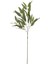 OKALİPTÜS YEŞİL DAL ÇİÇEK 78 CM 1