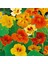 Bodur Latin Çiçeği Tohumu Karışımı Tom Thumb Mix Nasturtium Majus 1