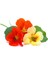 Bodur Latin Çiçeği Tohumu Karışımı Tom Thumb Mix Nasturtium Majus 3