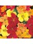 Bodur Latin Çiçeği Tohumu Karışımı Tom Thumb Mix Nasturtium Majus 5