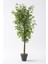 Yapay Benjamin Ağacı 180 cm 108 Dal Açık Yeşil 1