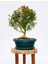 BONSAİ BUXUS - 7 YAŞINDA HEDİYELİK BONSAİ AĞACI 3