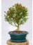 BONSAİ BUXUS - 7 YAŞINDA HEDİYELİK BONSAİ AĞACI 4