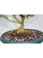 BONSAİ BUXUS - 7 YAŞINDA HEDİYELİK BONSAİ AĞACI 5