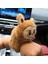 Kola Takılan Capybara Peluş Bileklik Tüylü Esnek Kollu 4