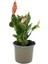 Yılbaşı Kaktüsü – Schlumbergera – 10,5 cm Saksı 1