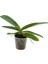 Orkide Fidesi – Phalaenopsis 1