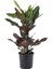 Croton Excellent – Kroton Bitkisi 17 cm Saksı 1