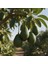 Avokado 1 kg 2