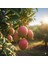 Mango 1 Adet 4