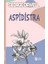 Aspidistra 1