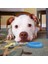 Dayanıklı Köpek Diş Kaşıyıcı ve Çiğneme Oyuncağı 4