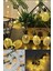 2m 10 LED 2 Kademeli Ananas LED Işık Pilli 1
