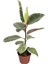 Kauçuk Bitkisi – Ficus Elastica ‘tineke' – 12 cm Saksı 1