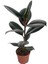 Kauçuk Bitkisi – Ficus Elastica ‘bali' – 12 cm Saksı 1