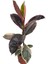 Kauçuk Bitkisi – Ficus Elastica ‘belize' – 12 cm Saksı 1