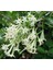MELİSA ÇİÇEĞİ FİDANI 10 ADET - Cestrum Nocturnum 1
