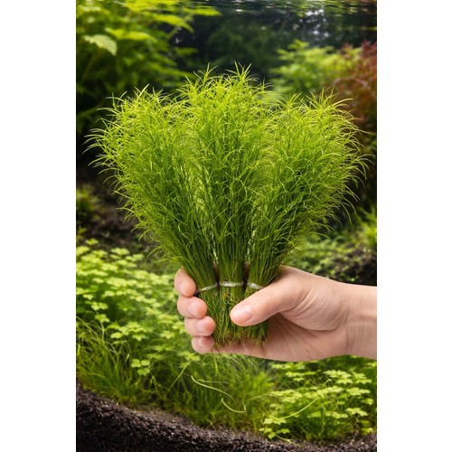 Aqua Expert 8 Dal Lepistes Otu (Najas Guadalupensis) Kolay Bakım İthal Canlı Akvaryum Bitkisi