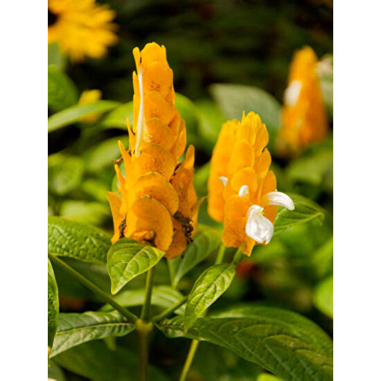 Bitkim Sende Sarı Renkli Karides Çiçeği Fidanı 1 Adet Saksılı (20-50 Cm) Dış Mekan Bitkisi