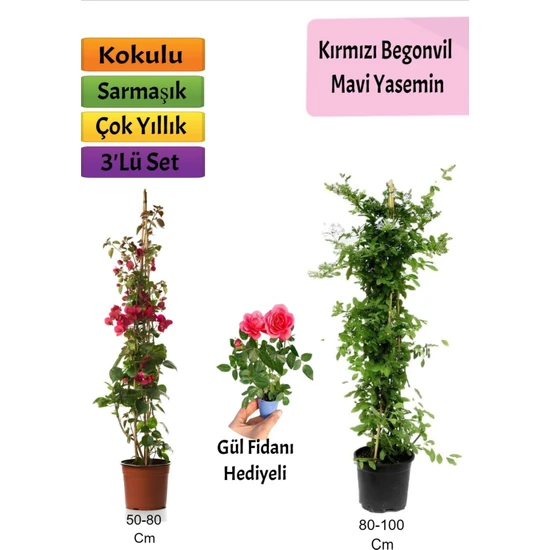 Bitkim Sende Mavi Yasemin+ Kırmızı Begonvil+ Mini Gül Hediyeli