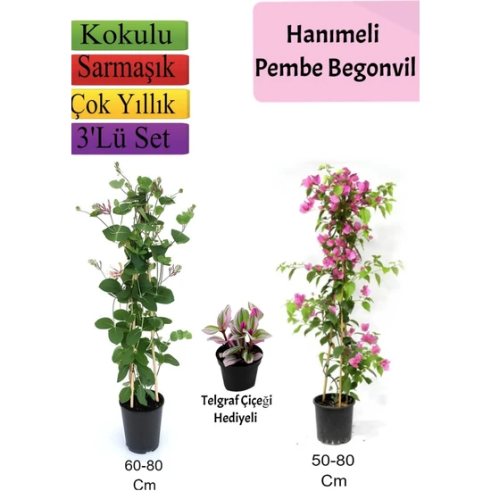 Serada Decor Plant Hanımeli+ Pembe Begonvil+ Telgraf Çiçeği Hediyeli