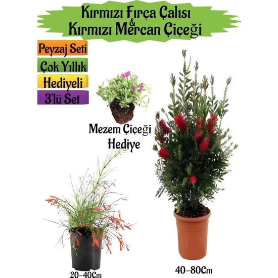 Serada Decor Plant Kırmızı Fırça Çalısı+Kırmızı Mercan Çiçeği+Mezem Çiçeği Hediyeli Peyzaj Seti