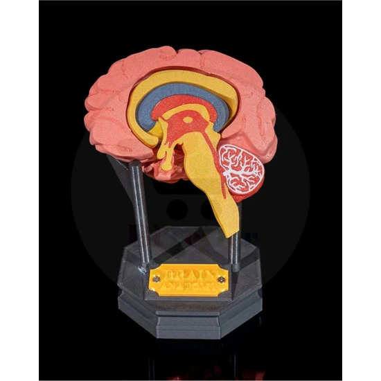 Bi'şeyler Sepeti Insan Beyni - Human Brain - Dekoratif Figür - 22 cm