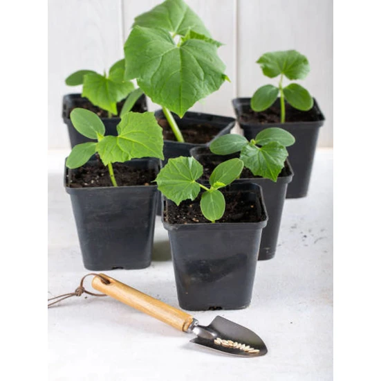 Serada Decor Plant 4 Adet Kornişon Salatalık Fidesi (5-10 Cm) ( Tohum Değildir Fidedir)