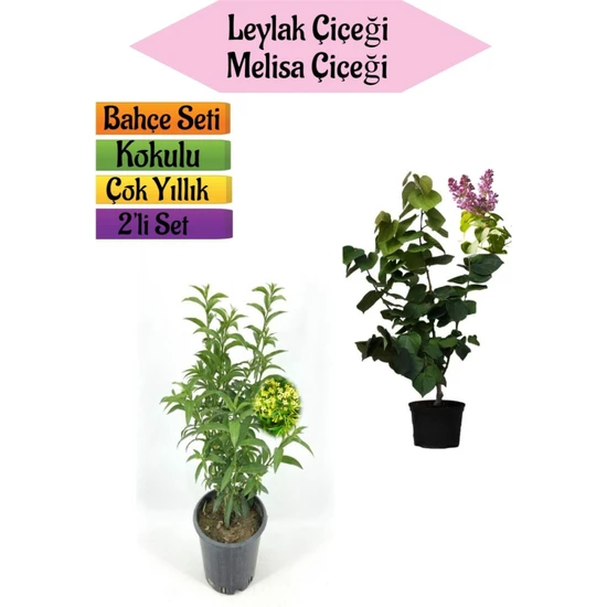 Serada Decor Plant Mis Kokulu Leylak Fidanı+Kokulu Melisa Çiçeği (40-80CM) 2 Adet Kokulu Bahçe Seti