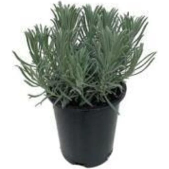 Serada Decor Plant Saksılı Lavanta Fidanı 2 Adet 30-40 cm (Lavandula Intermedia)