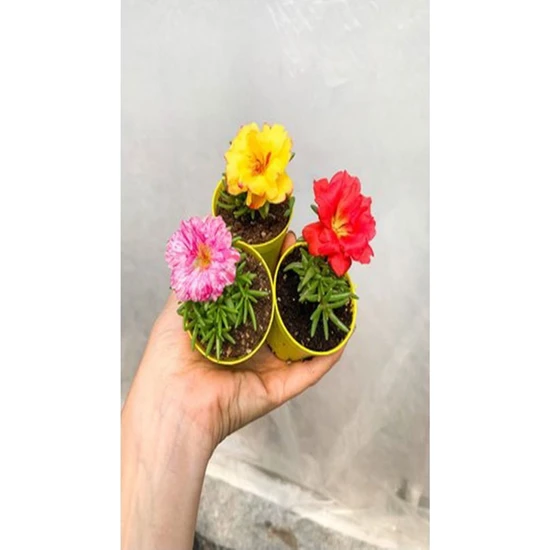 Serada Decor Plant Ipek ( Kedi Tırnağı) Çiçeği Mini 3 Adet Kırmızı Pembe Turuncu Dış Mekan Bitkisi