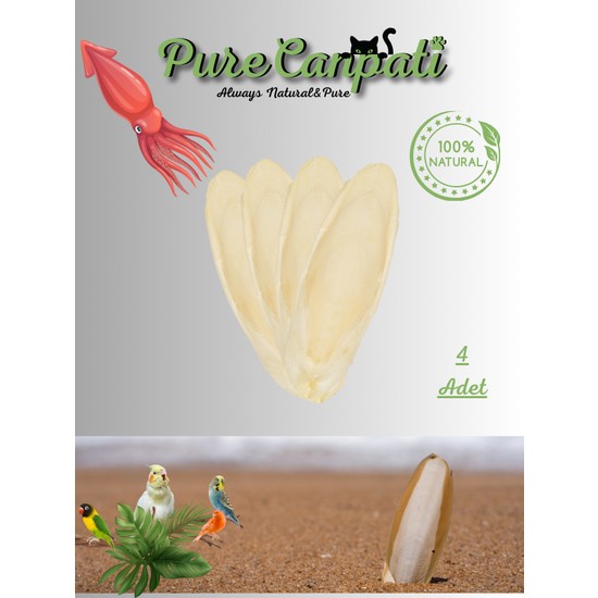 PureCanpati 4 Adet Temizlenmiş Mürekkep Balığı (Kalamar) Kemiği 7-8cm ve Tutacak