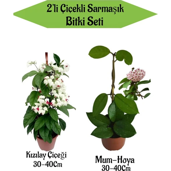 Bitkim Sende 2'li Set Kızılay Çiçeği+ Mum ( Hoya) Çiçeği