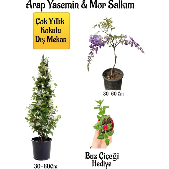 Bitkim Sende Kokulu Arap Yasemin Çiçeği+Mor Salkım Ağacı Fidanı Buz Çiçeği Peyzaj Seti