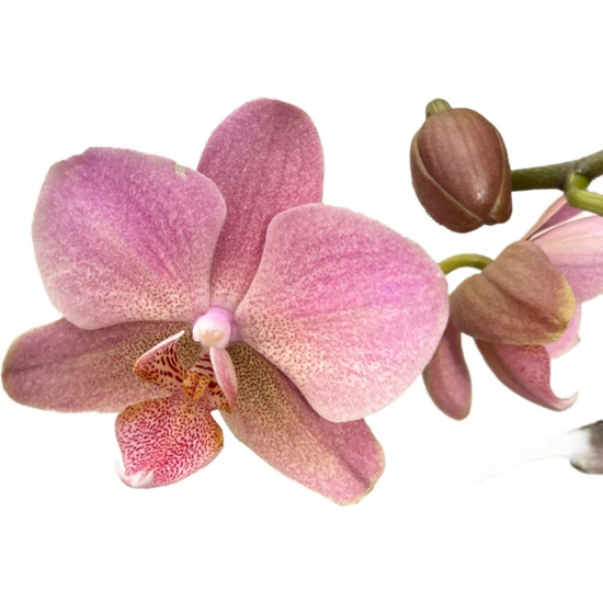 Betonish - Phalaenopsis 'Treviso' (Pembe Orkide)