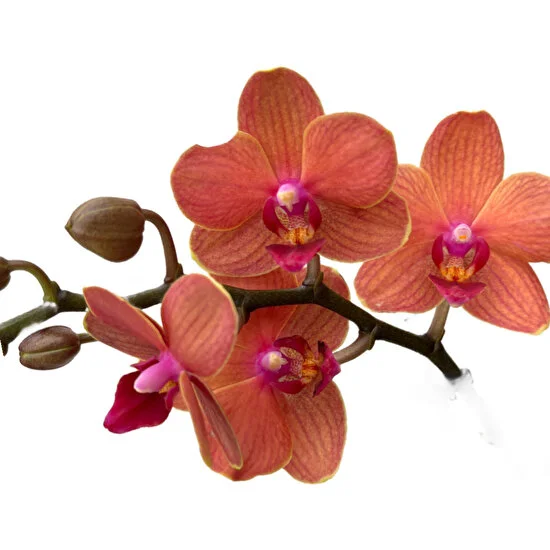 Betonish - Phalaenopsis 'Bolzano' (Turuncu Orkide)