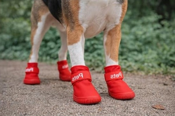 Aesco Su Geçirmez Kaymaz Tabanlı Köpek Botu 4’lü Set Küçük Orta Irk görsel 3